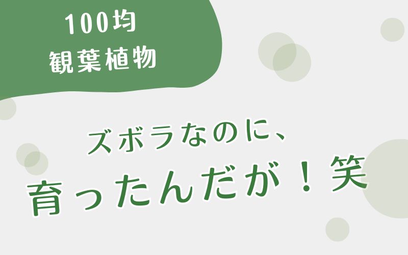 100均観葉植物